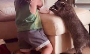 Little Boy Does Everything With His Raccoon Best Friend