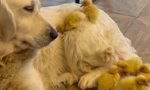 Ducklings Use Dog As a Slide