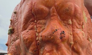 Pumpkin With a Monster Face Mold