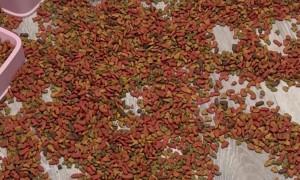 Feral Kitten Hoards Piles Of Food