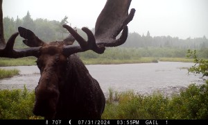 Bull Moose Close-Up In Pouring Rain