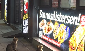 Cats Mesmerized By Visions of Yummy Food