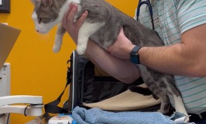 Embarrassed Cat Escapes Exam Room After Gender Reveal