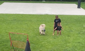 They're the Dog's Shorts Now