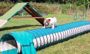 Bulldog Attempts Agility Course