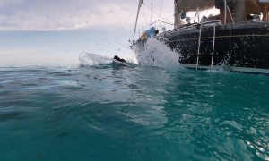 Dog Climbs Yacht Ladder