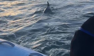 Dolphins Put on a Show for Rescue Dogs