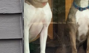 The Hamburgler's Doggie Bag