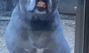 Toothy Dog Protests Being Locked Outside