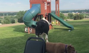 Calf Thinks He's a Dog