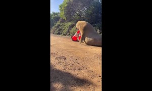 Neil the Seal Moved Off Road With Traffic Cones