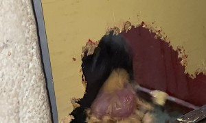 Frightened Pupper Chews Through Wall During Fireworks Show