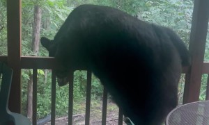 Bear Investigates Cabin Bird Feeder