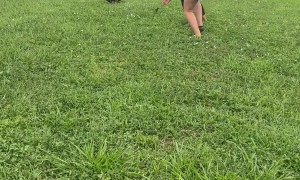 Duck Family Reunion Gone Wrong