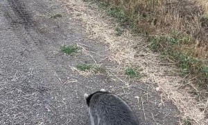 Lenny the Raccoon and His Posse of Dogs