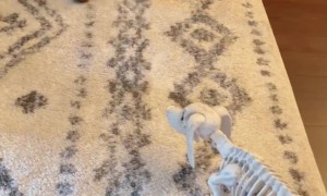 Hashbrown Is Not a Fan of the Skeleton Ween