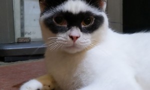 Cat Has a Zorro Mask