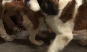 Saint Bernards Love Their Mom