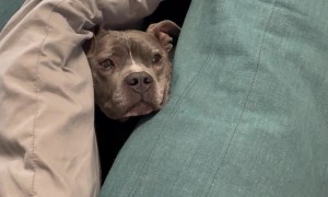 Pup Makes a Pillow Fort