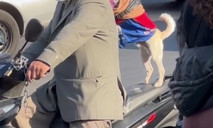 Pup Rides on Back of Motorcycle