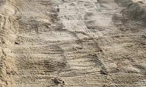 Baby Turtles Make Their Way to the Water