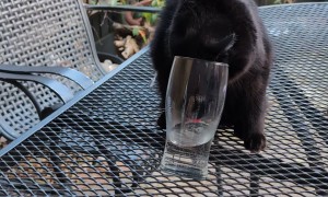 Cat Squeezes Head in Glass to Get a Drink