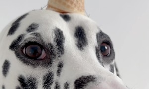 Dalmatian Is A Cookies And Cream Ice Cream Dog
