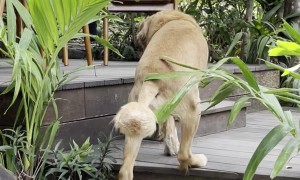 Dog With a Lion Haircut