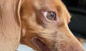 Bad-tempered Dachshund Turns Up Her Nose