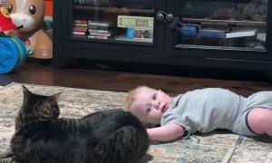 Toddler Stumbles Into Cat