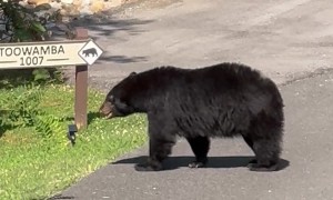 Black Bear Leaves a Gift on the Road