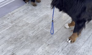 Older Dog Protests When Puppy Won't Move