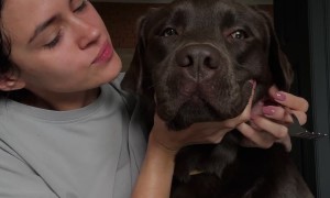 Pushy Pup Wants Food