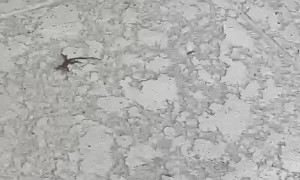 French Bulldog Catches A Lizard