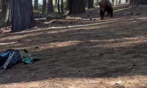 Lake Tahoe Bear Takes Off With Golf Clubs