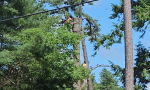Tree Cutting Whiplash