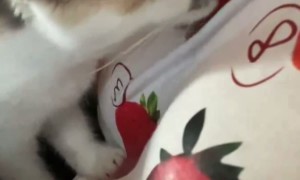 Confused Cat Licks Fake Strawberries