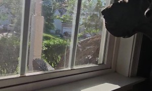 Great Dane Sits On Chair