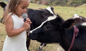 Adorable Baby Cow Interview