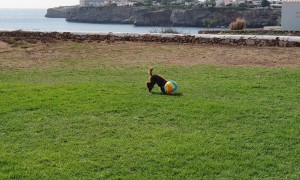 Puppy Playing Football
