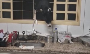 Determined Dog Climbs Through Windows
