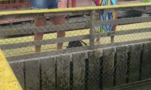 Monster Fish Gets Away