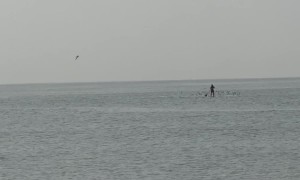 Whale Breaches Right Next to Paddleboarder