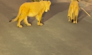 Lioness Walks Down Road With Her Cubs
