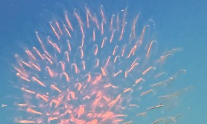 Strange Transparent Sea Creature