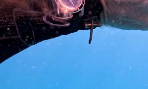 Odd Sea Creature Appears to Mimic Diver's Watch