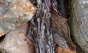 Thousands of Tiny Worms Form Giant Chain
