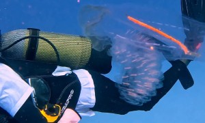 Strange Transparent Sea Creature Looks Like a Blimp
