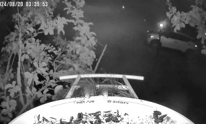 Black Bear Slurps Bird Feeder