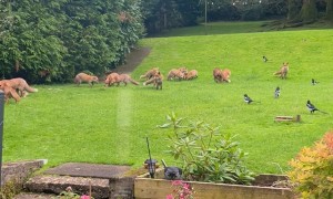 Family of Foxes Gathers in Yard